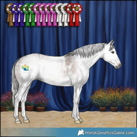 Horse Color:Gray Liver Chestnut Sabino Splash