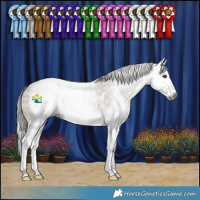 Horse Color:Gray Liver Chestnut Sabino Splash 
