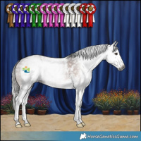 Horse Color:Gray Liver Chestnut Sabino Splash