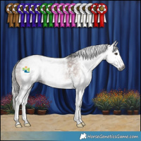 Horse Color:Gray Liver Chestnut Sabino Splash 