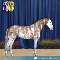 Horse Color:Chestnut Sabino Splash