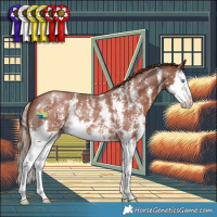 Horse Color:Chestnut Sabino Splash 