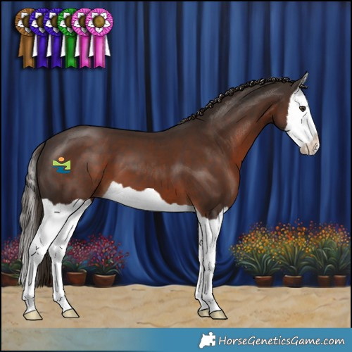 Horse Color:Liver Chestnut Splash 