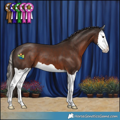 Horse Color:Liver Chestnut Splash 