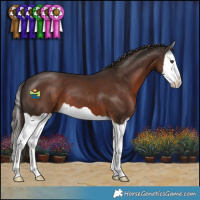 Horse Color:Liver Chestnut Splash