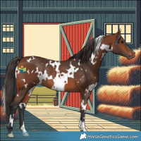 Horse Color:White Spotted Bay Rabicano