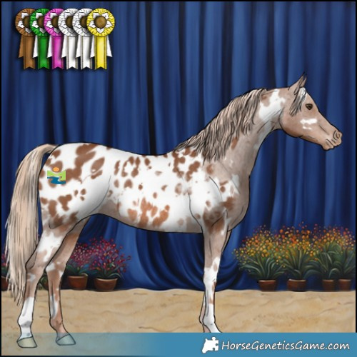 Horse Color:White Spotted Chestnut Appaloosa Rabicano 