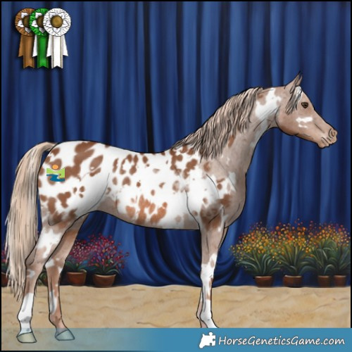 Horse Color:White Spotted Chestnut Appaloosa Rabicano 