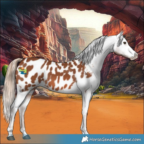 Horse Color:Chestnut Appaloosa 