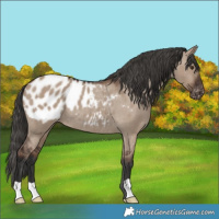 Horse Color:Liver Red Dun Appaloosa Rabicano 