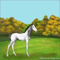 Horse Color:Blue Roan Splash Appaloosa 