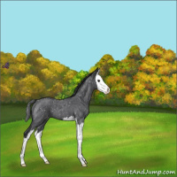 Horse Color:Blue Roan Splash Snowflake Varnish 