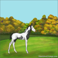 Horse Color:Blue Roan Splash Tobiano Appaloosa