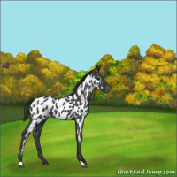 Horse Color:Blue Roan Near Leopard 