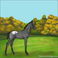 Horse Color:Blue Roan Snowcap 