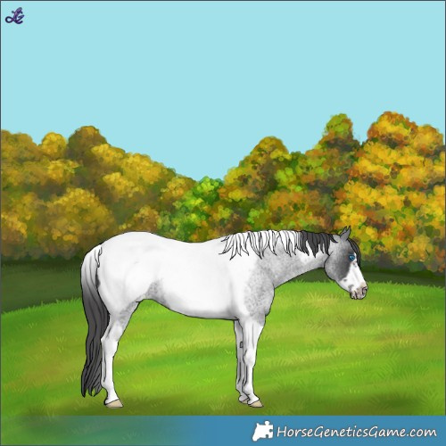 Horse Color:Blue Roan Tobiano Frame Appaloosa 