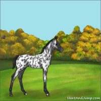 Horse Color:Blue Roan Appaloosa 