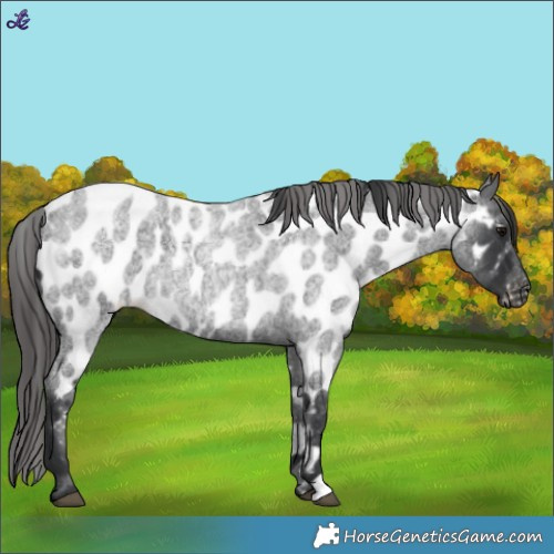 Horse Color:Blue Roan Appaloosa 