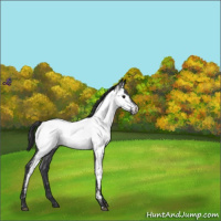 Horse Color:Blue Roan Near Fewspot 