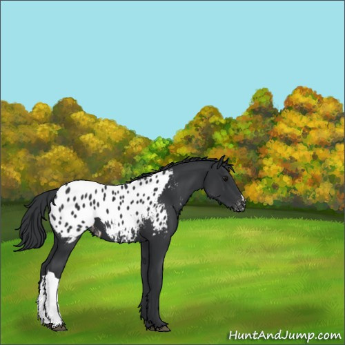 Horse Color:Black Appaloosa 
