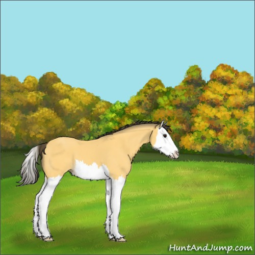 Horse Color:Buckskin Splash 