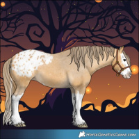 Horse Color:Buckskin Splash Appaloosa 