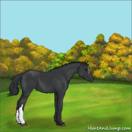 Horse Color:Black 