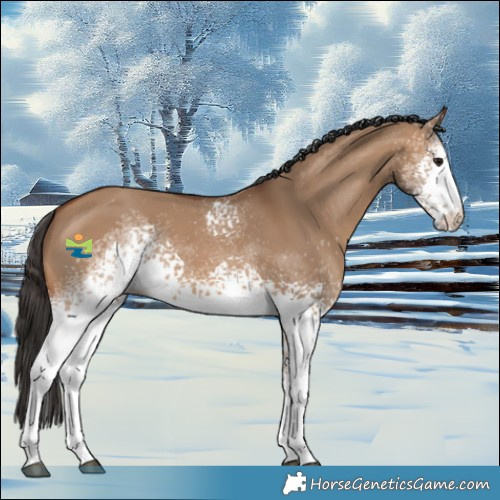 Horse Color:White Spotted Bay Dun 