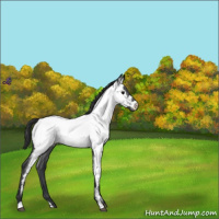 Horse Color:Blue Roan Near Fewspot 