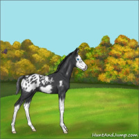 Horse Color:Blue Roan Splash Frame Appaloosa 