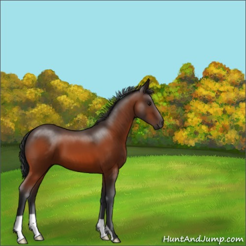 Horse Color:Brown