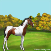 Horse Color:Brown Tobiano 