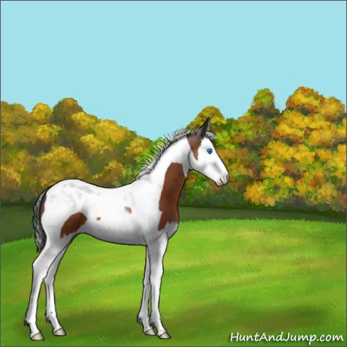 Horse Color:Bay Splash Tobiano