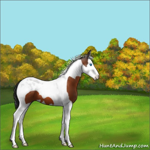 Horse Color:Bay Splash Tobiano