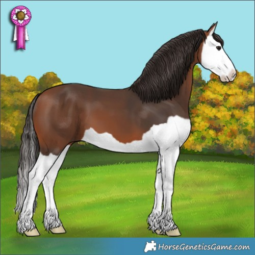 Horse Color:Bay Splash