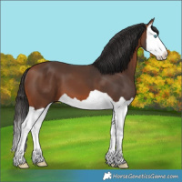 Horse Color:Bay Splash 