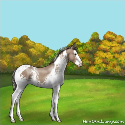 Horse Color:White Spotted Classic Champagne Splash Tobiano