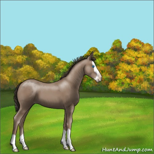 Horse Color:Classic Champagne Splash