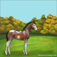 Horse Color:White Spotted Brown Tobiano 