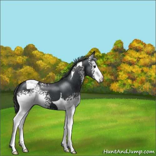 Horse Color:White Spotted Black Tobiano