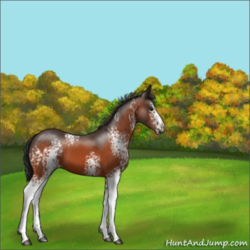 Horse Color:White Spotted Brown