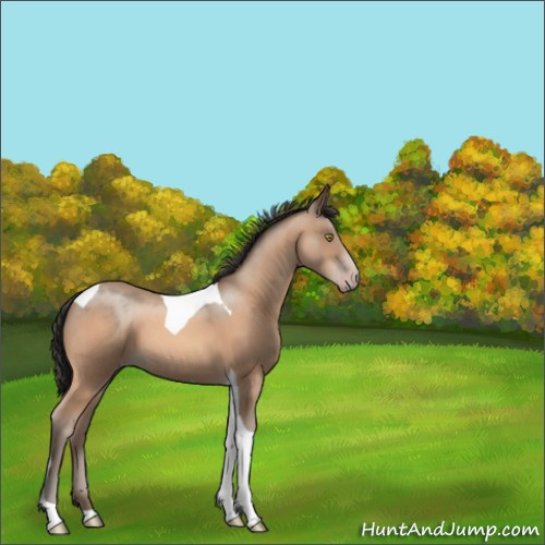 Horse Color:Sable Champagne Tobiano