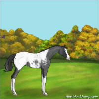 Horse Color:Blue Roan Splash Appaloosa 