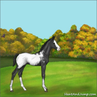 Horse Color:Blue Roan Splash Appaloosa 