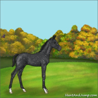 Horse Color:Blue Roan Snowflake Varnish