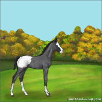 Horse Color:Blue Roan Splash Snowcap 