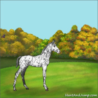 Horse Color:Blue Roan Leopard Rabicano 