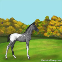 Horse Color:Blue Roan Tobiano Snowcap 