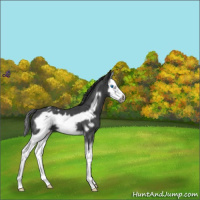 Horse Color:Blue Roan Splash Frame Varnish 