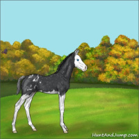 Horse Color:Blue Roan Splash Snowflake Varnish 